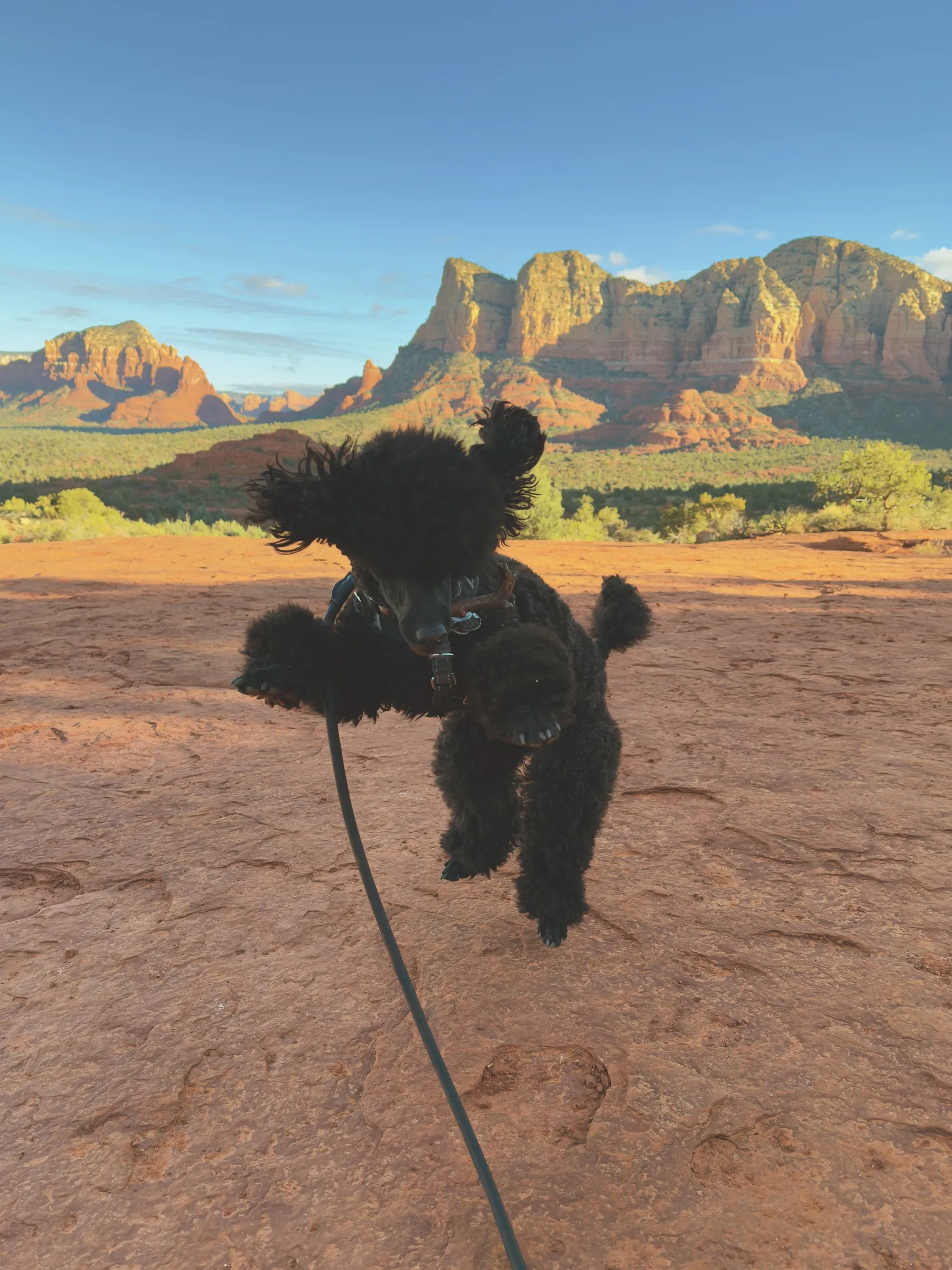 Vader leaping on the red slickrock with Sedona’s cliffs behind him