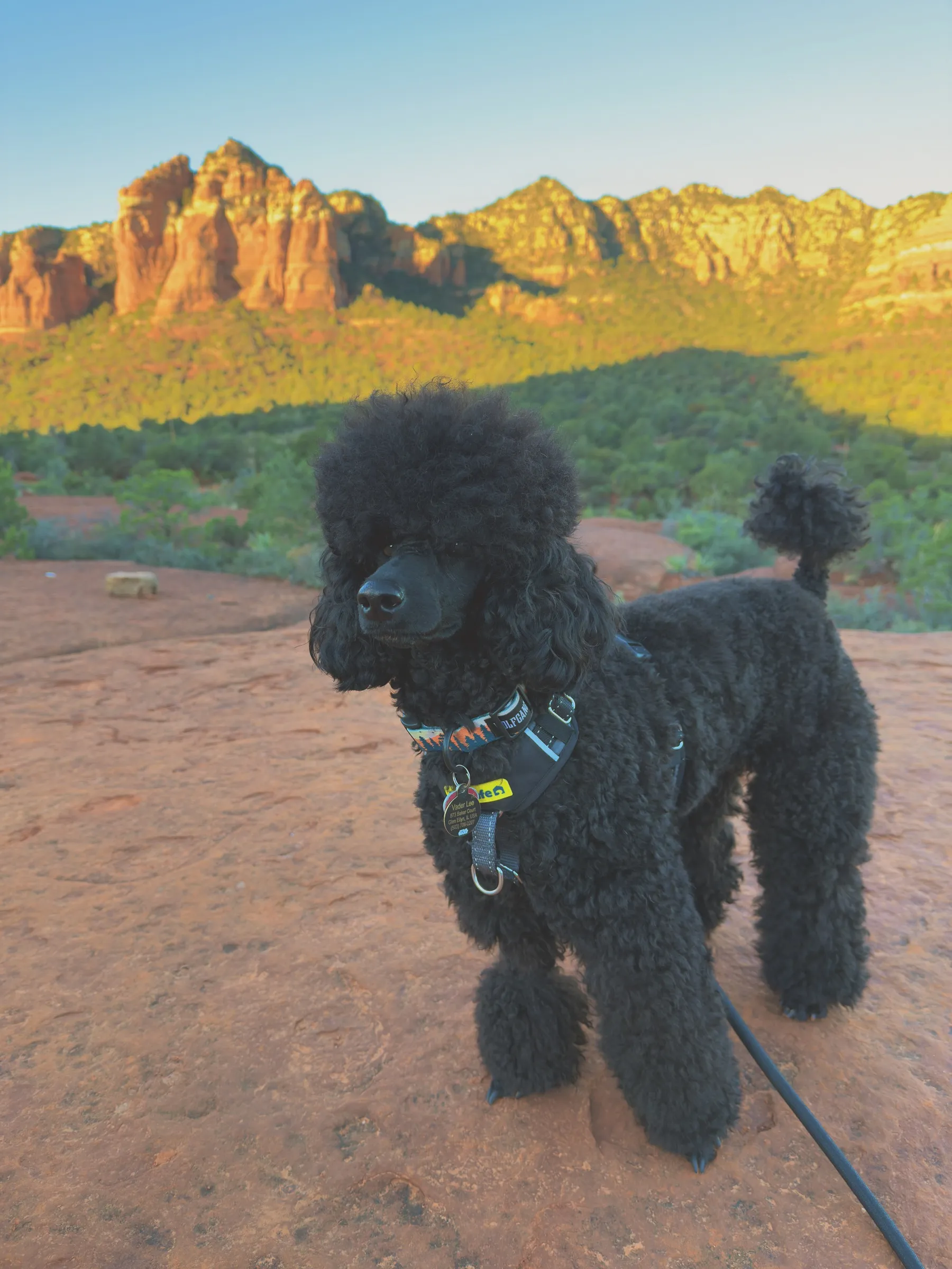 Vader sitting on red rock in front of the Sedona cliffs at golden hour