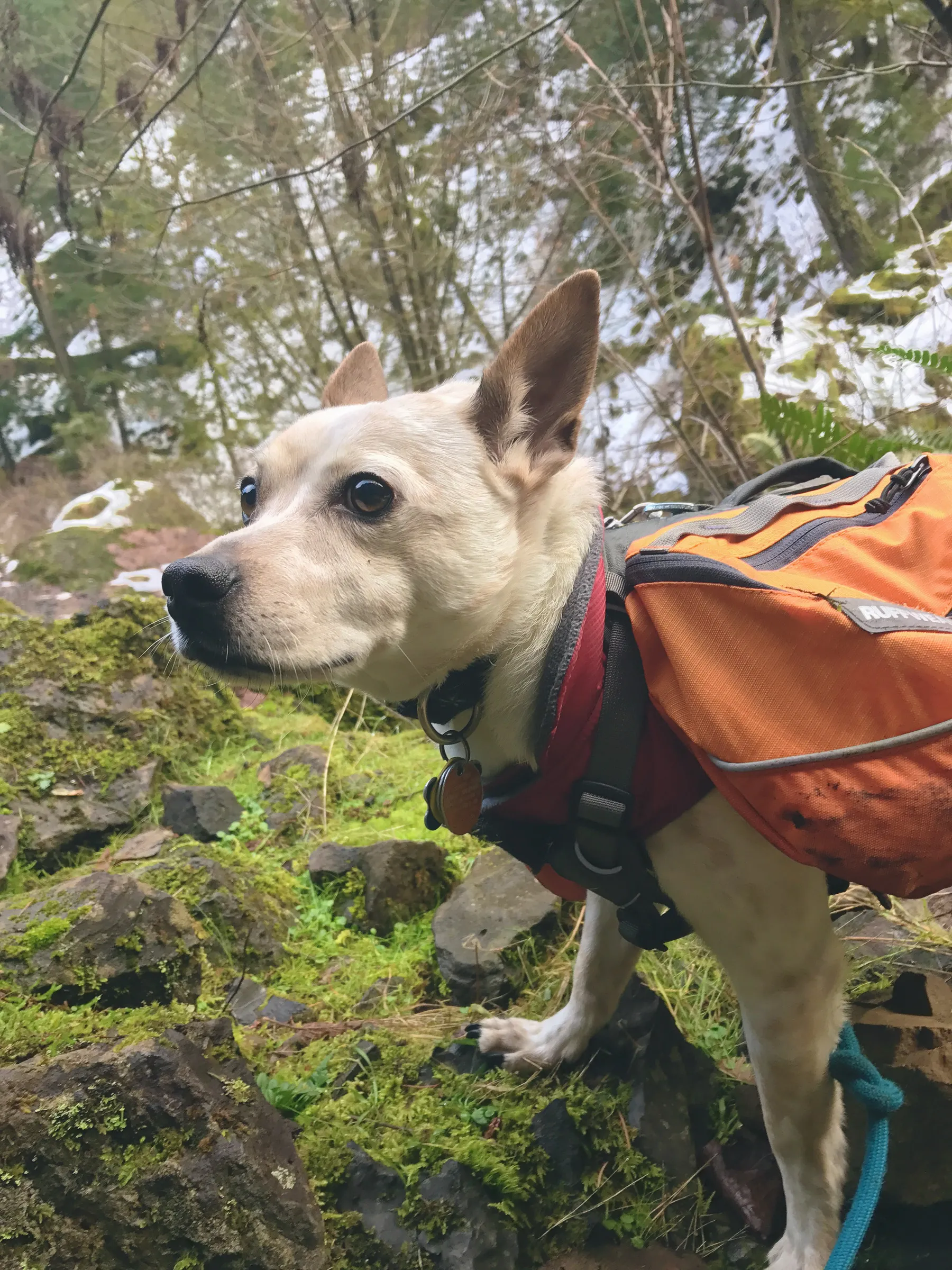 Roscoe in his orange pack on the trail