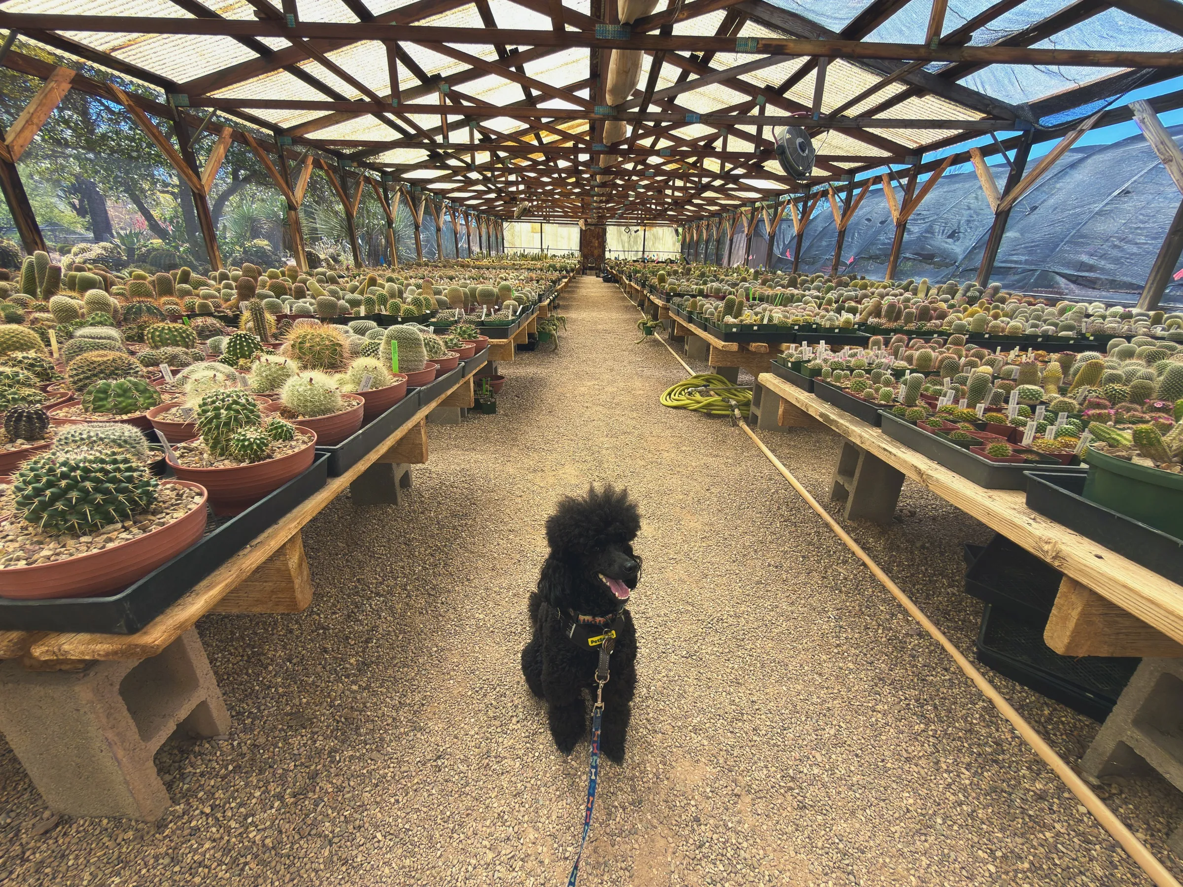 Vader walking down the long aisle of a cactus nursery