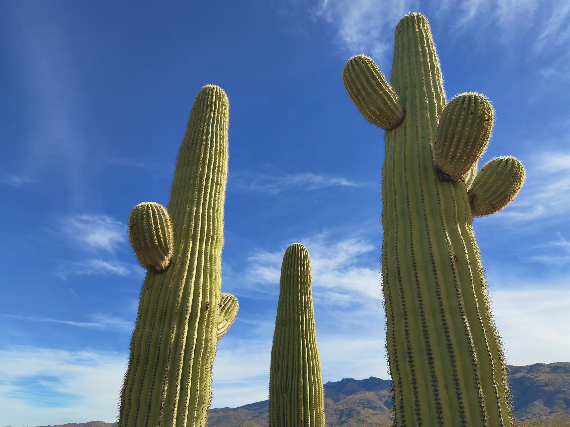 Three tall saguaros against a big blue sky