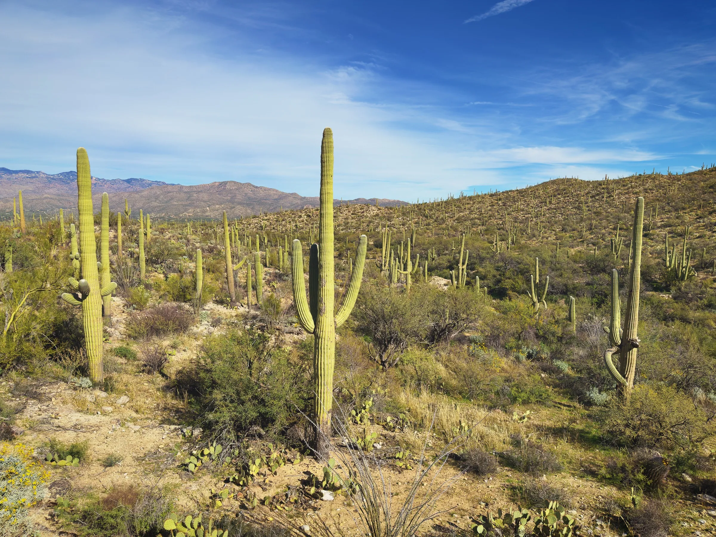 A hillside covered in saguaros as far as you can see