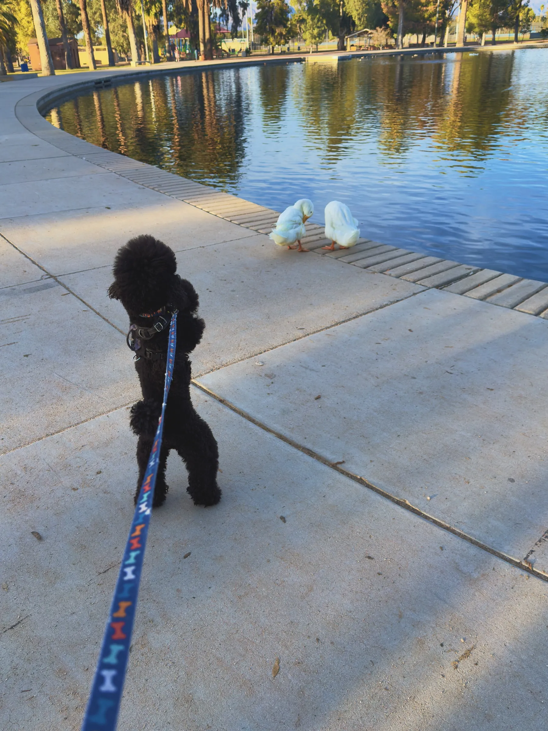 Vader watching two white ducks at the edge of a pond