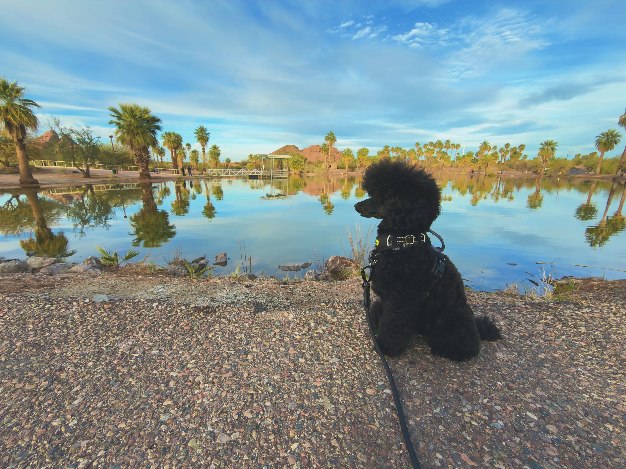Vader sitting by a palm-lined pond with the trees reflected in the water