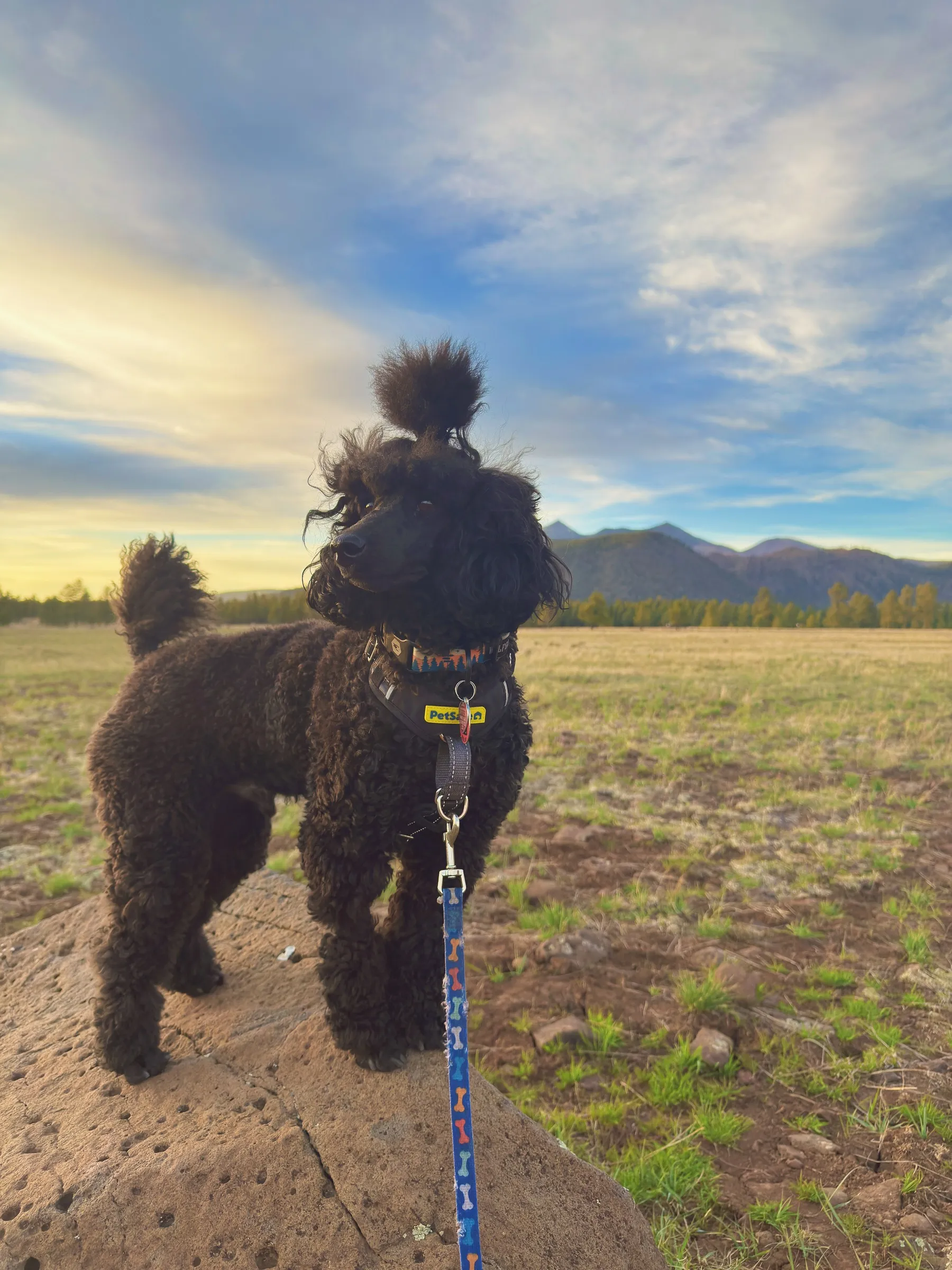 Vader standing on a rock in a high meadow with the mountains behind him