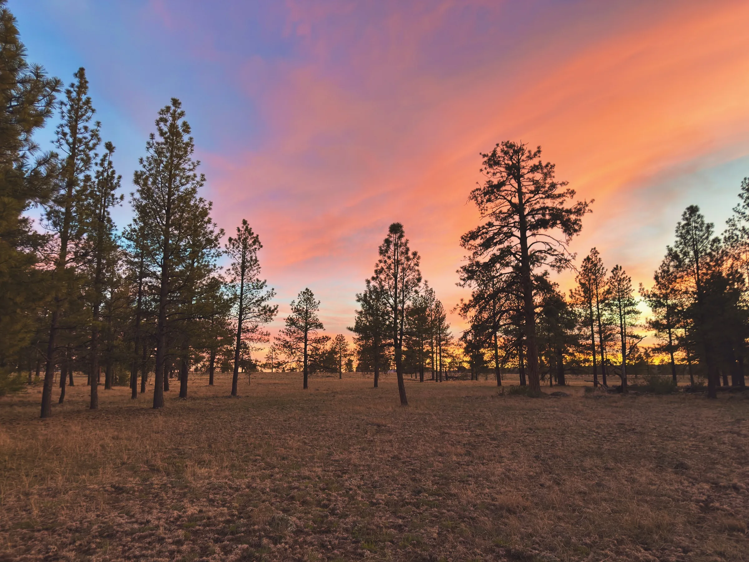 A blazing pink and orange sunset behind silhouetted pine trees