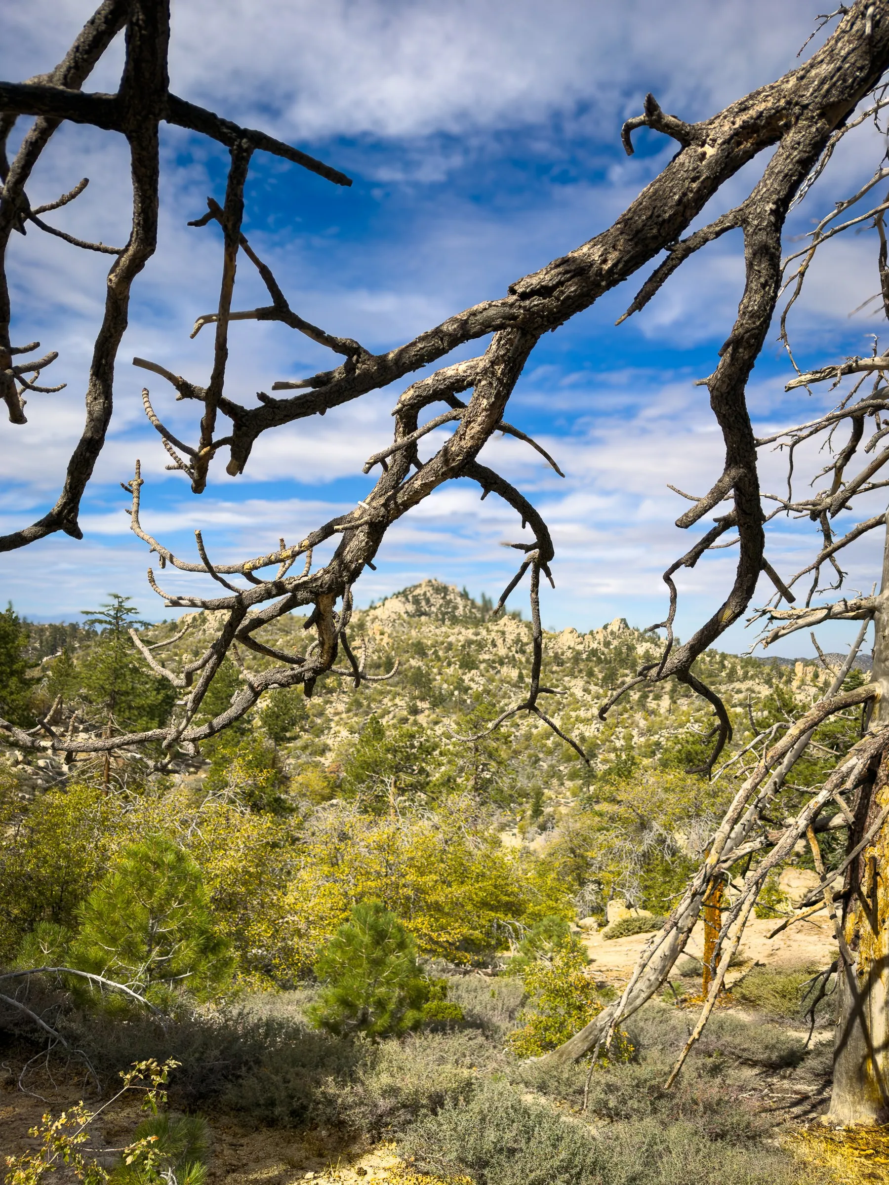 Twisted dead branches framing a granite peak under a blue, cloud-streaked sky