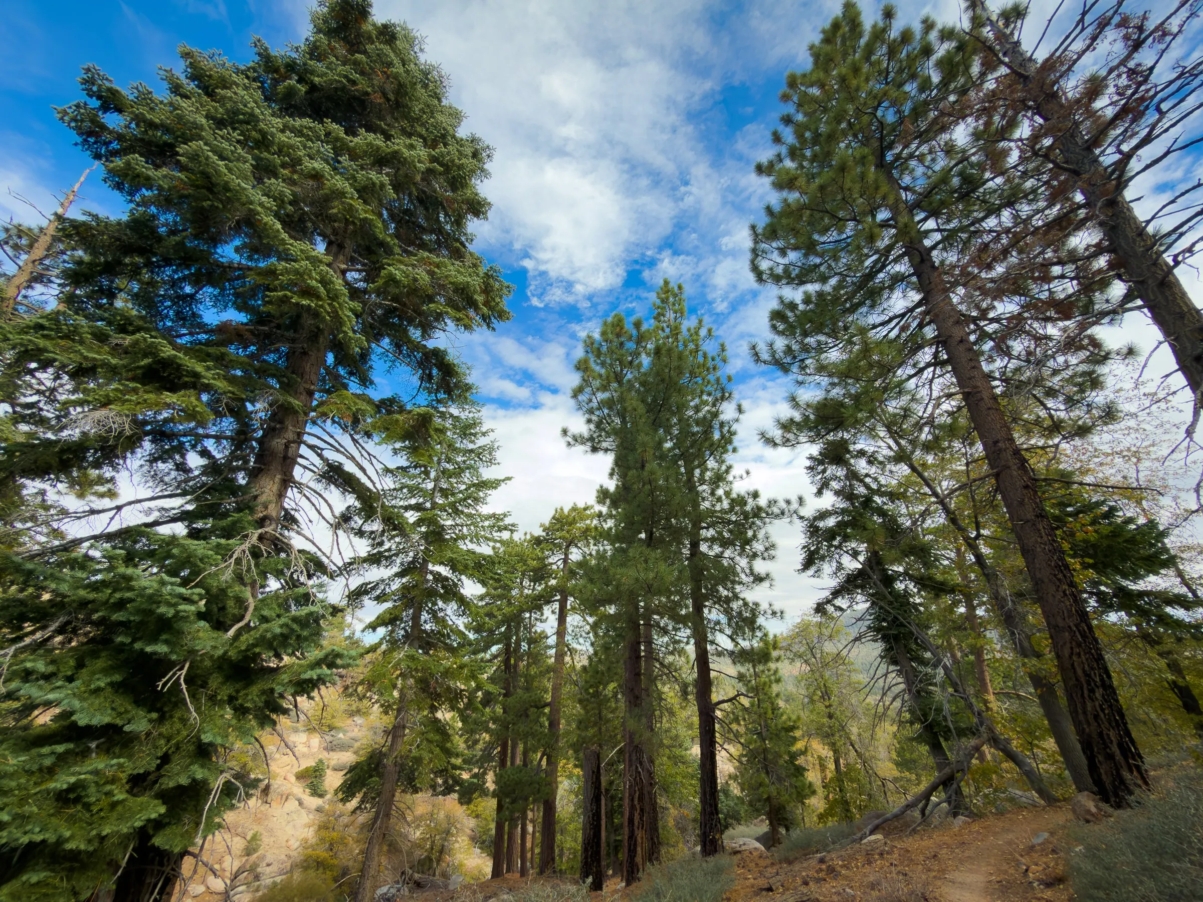 Towering pines and firs reaching into a blue sky along the trail