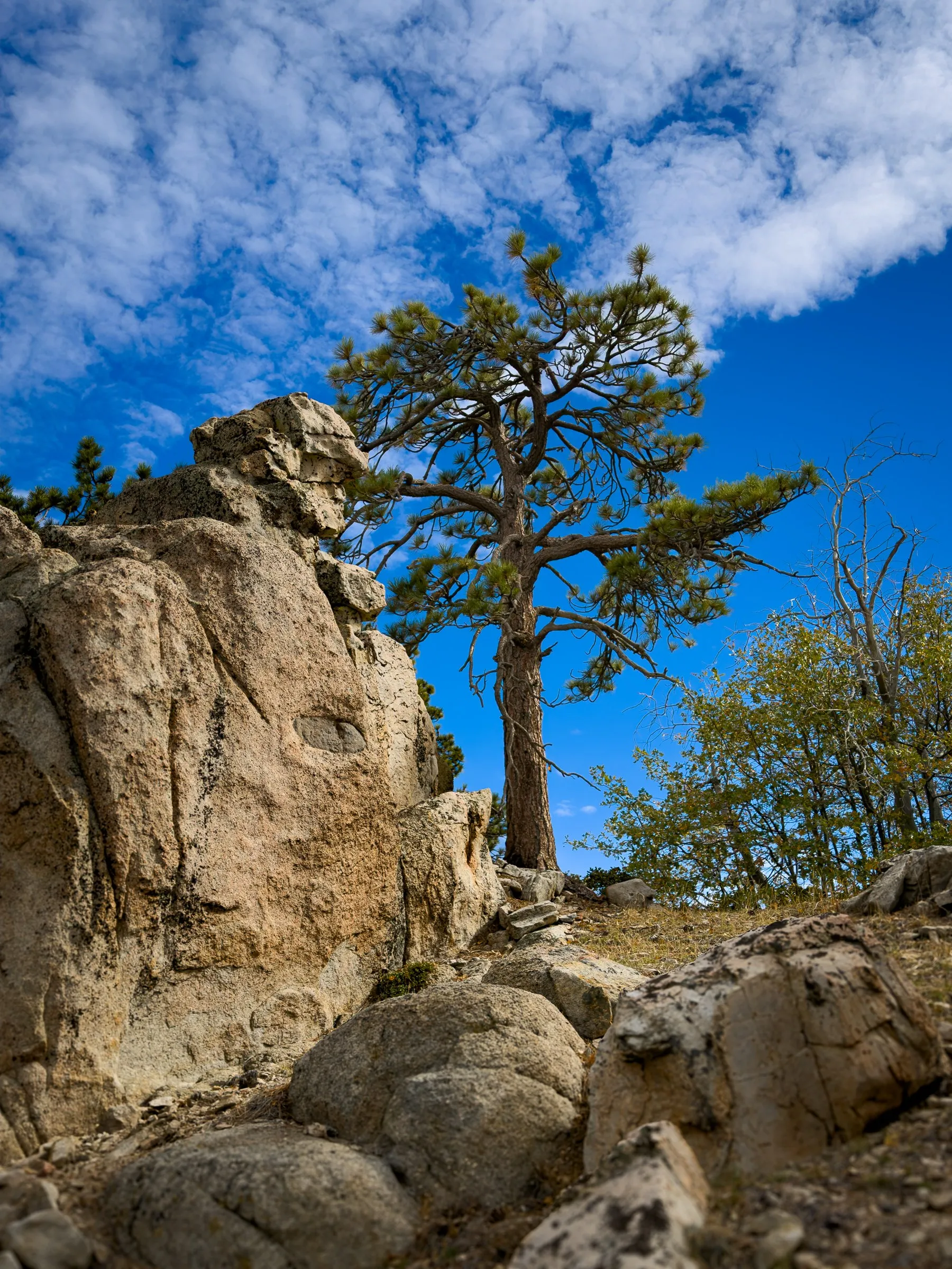 A lone pine growing out of a granite outcrop under a blue sky