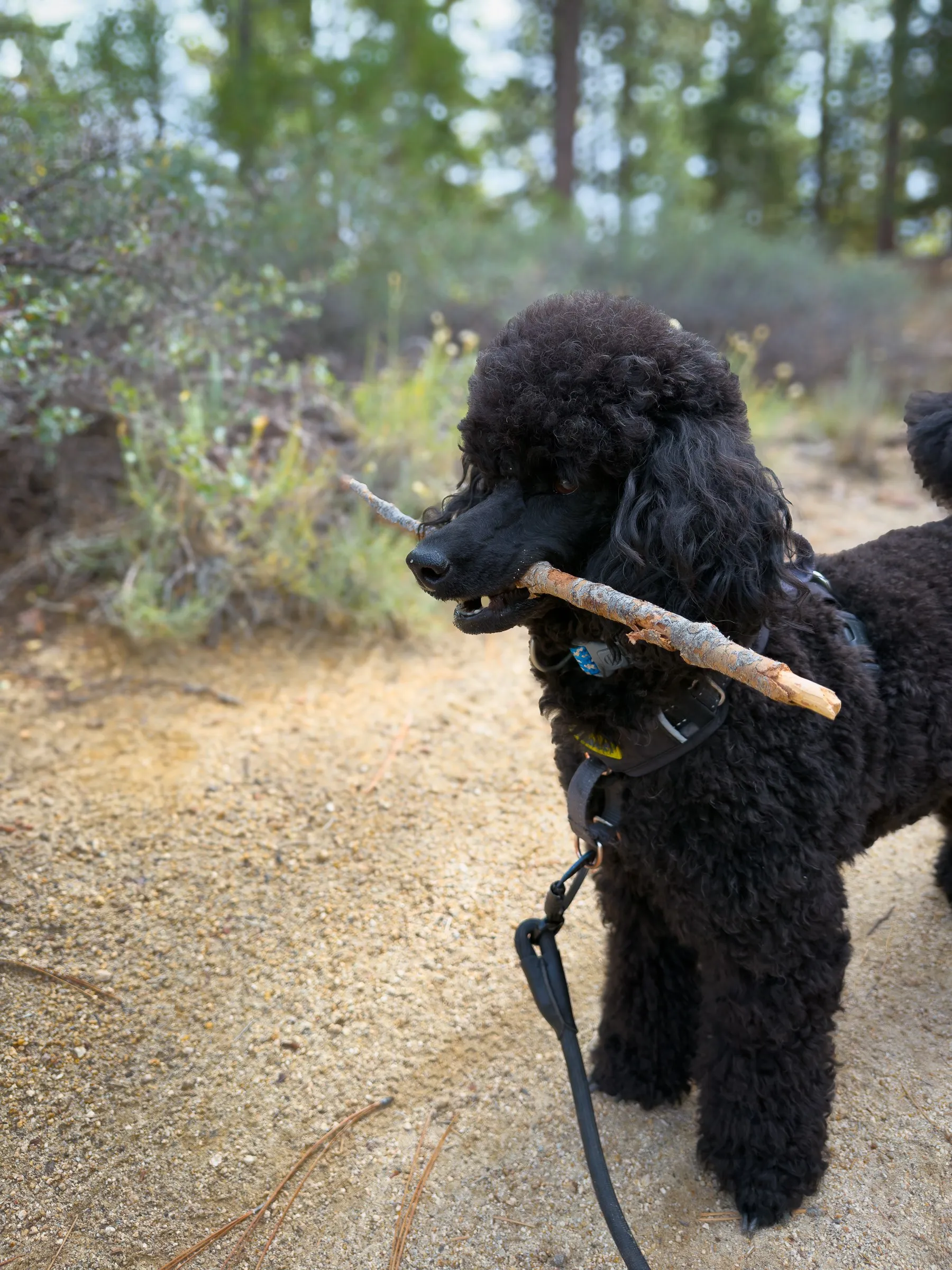 Vader proudly holding a stick on the sandy trail