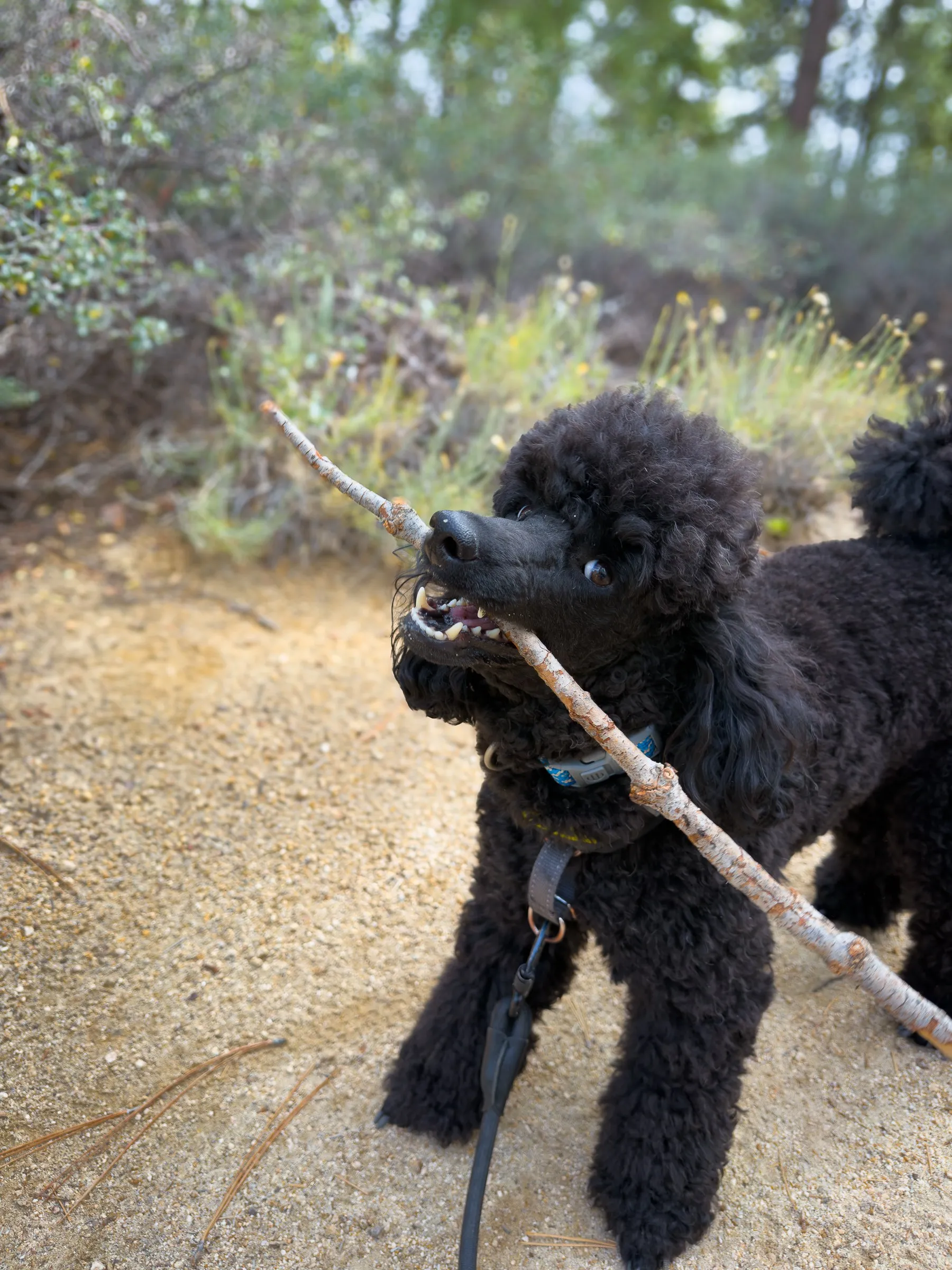 Vader chomping a long stick, grinning through it